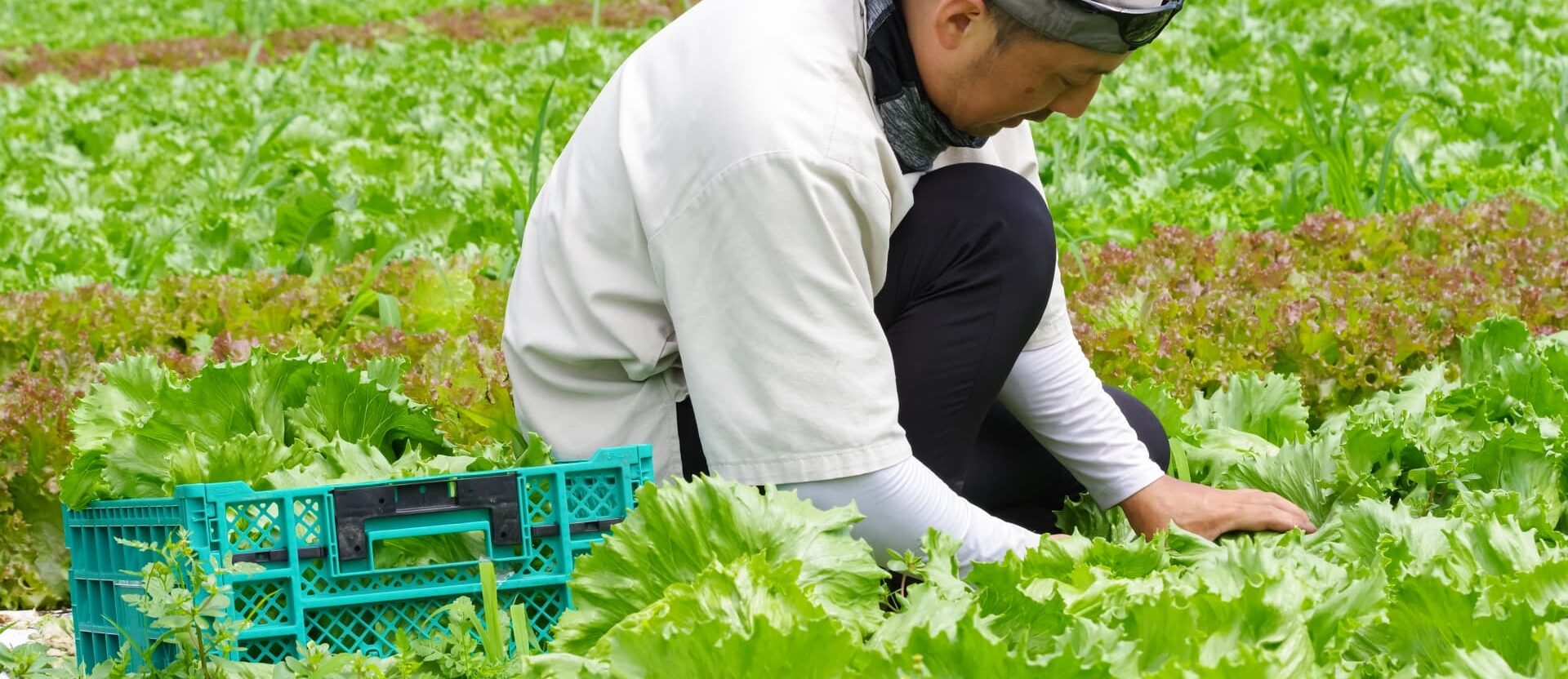 食べチョクの産直サービスで生産者から直接届く野菜や果物と、料金・評判・使い方を解説するイメージ画像